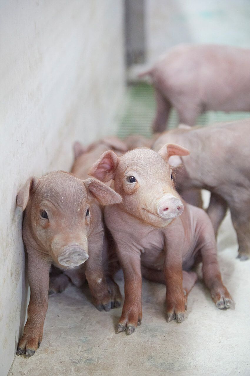 純血統のイベリコ豚はわずか2%だった！プロに聞いた「本場の生ハム」の真実 - 8枚目の画像