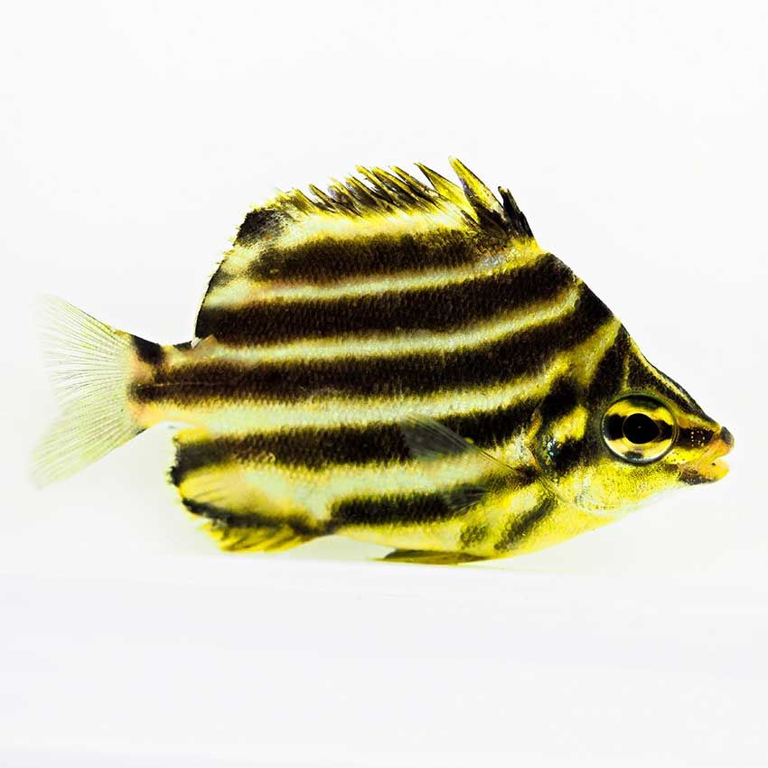 明石家さんまが名付け親。「岸壁幼魚採集家」の鈴木香里武が熱弁する“幼魚”の魅力 - 14枚目の画像