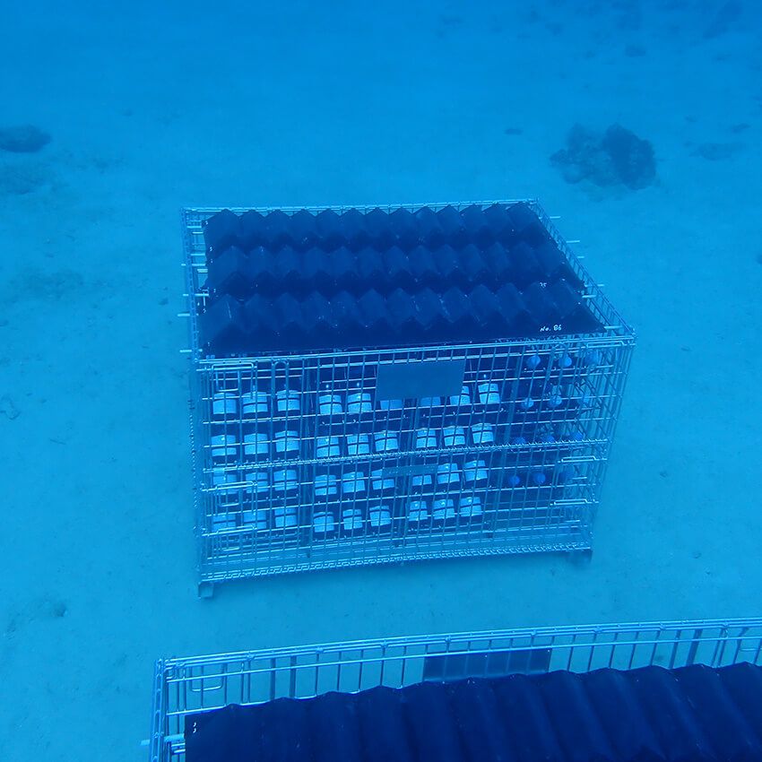 Let's☆飲酒で環境保護！奄美大島の海底熟成ワインセラー「tlass SEA CELLAR」の試み - 1枚目の画像