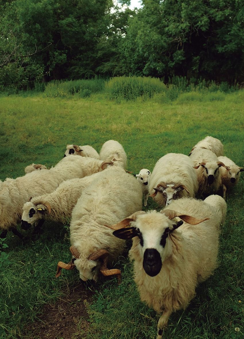 世にも珍しい“缶入りワイン”!? そのワケを聞きにフランスの醸造所を直撃！ - 2枚目の画像
