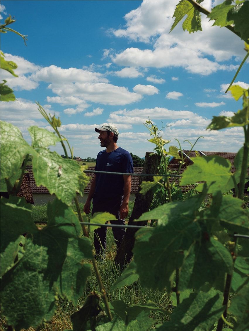 世にも珍しい“缶入りワイン”!? そのワケを聞きにフランスの醸造所を直撃！ - 8枚目の画像