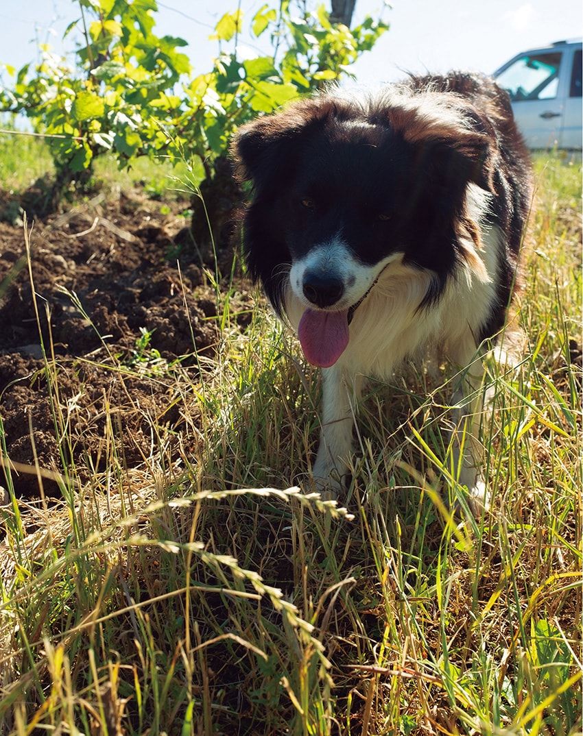 世にも珍しい“缶入りワイン”!? そのワケを聞きにフランスの醸造所を直撃！ - 10枚目の画像