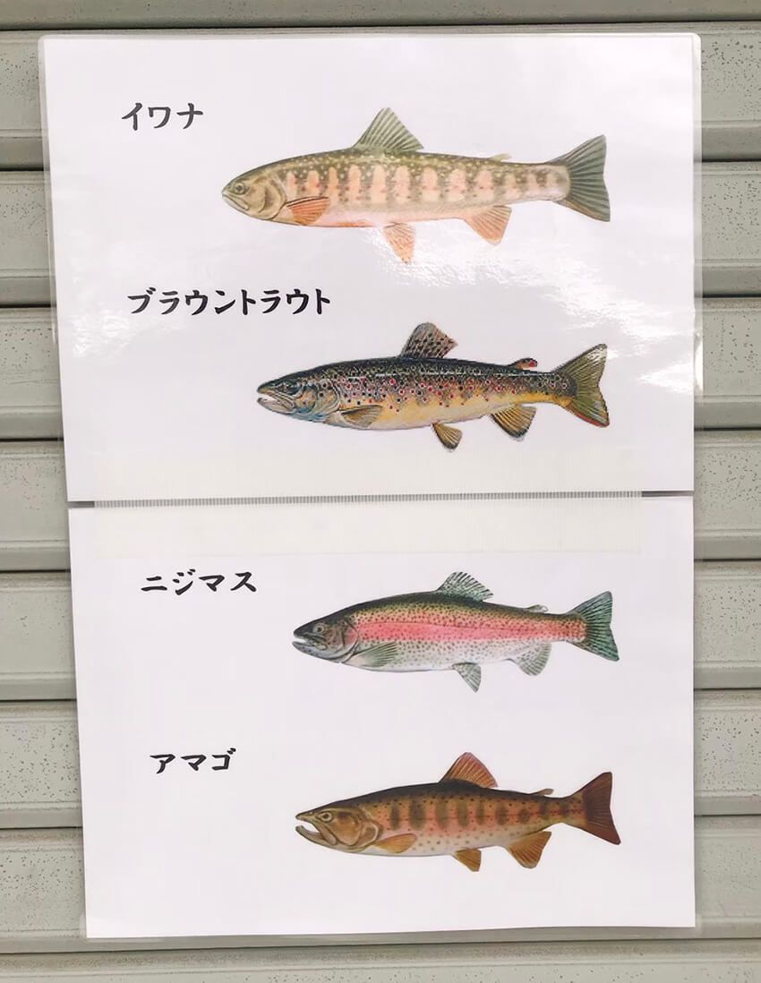 エリアトラウトに放流される主な魚。