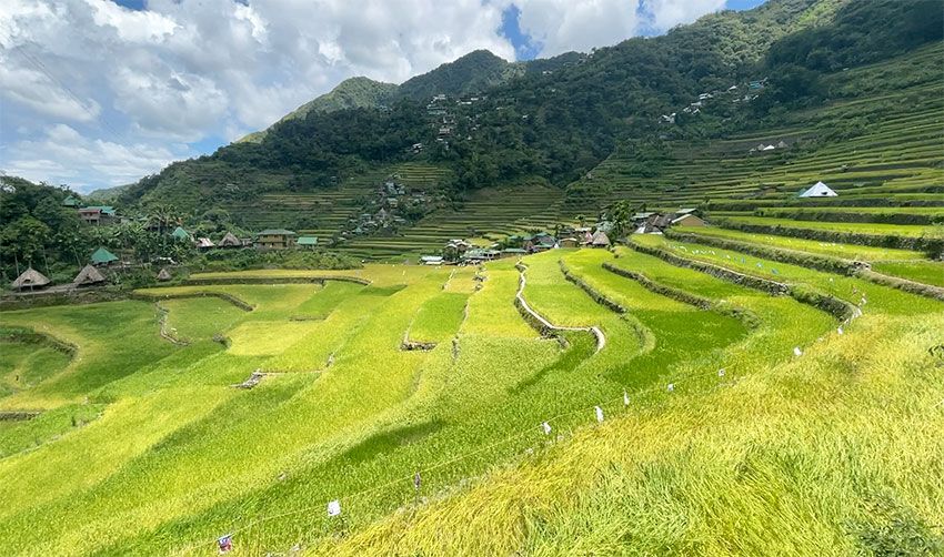 バダットの初夏の棚田