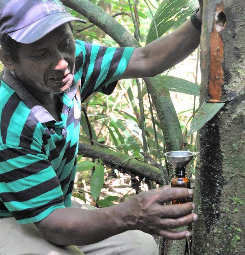 南米ジャングルで育った日本人少年が、社長になって日本で売る「コパイバマリマリ」とは - 5枚目の画像