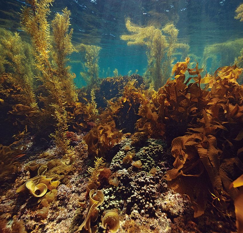 財団の日本支部タラ オセアン ジャパンは「タラ ジャンビオ ブルーカーボンプロジェクト」を開始。ブルーカーボン生態系の実態と炭素循環の仕組みを理解し、その重要性を啓発するため全国11カ所以上で海藻・海草などを対象にした調査・研究を展開する。©Nicolas Floc'h