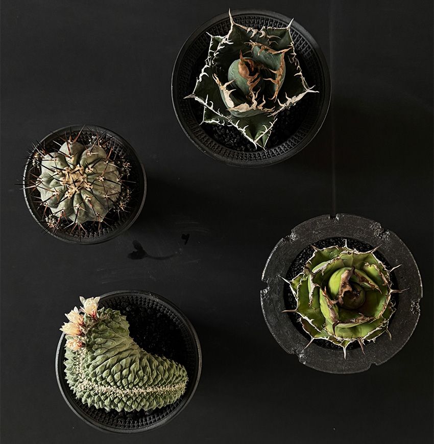 オーシャンズ＆種市さんも参戦！ 表参道ヒルズ×鶴仙園の限定イベントは、“ここだけの話”も聞き逃せない - 2枚目の画像