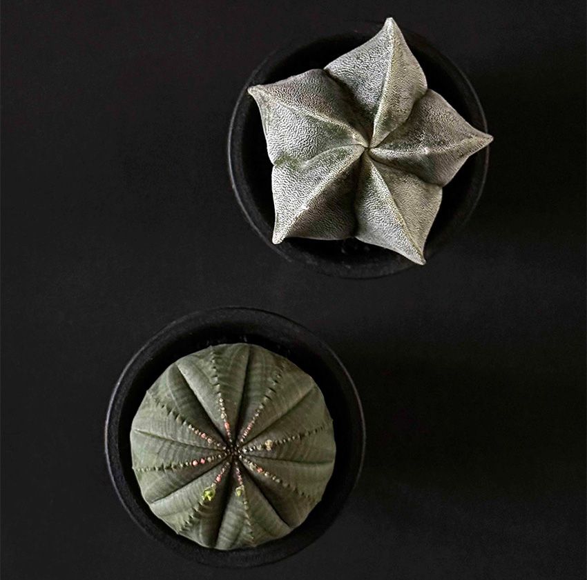 オーシャンズ＆種市さんも参戦！ 表参道ヒルズ×鶴仙園の限定イベントは、“ここだけの話”も聞き逃せない - 10枚目の画像