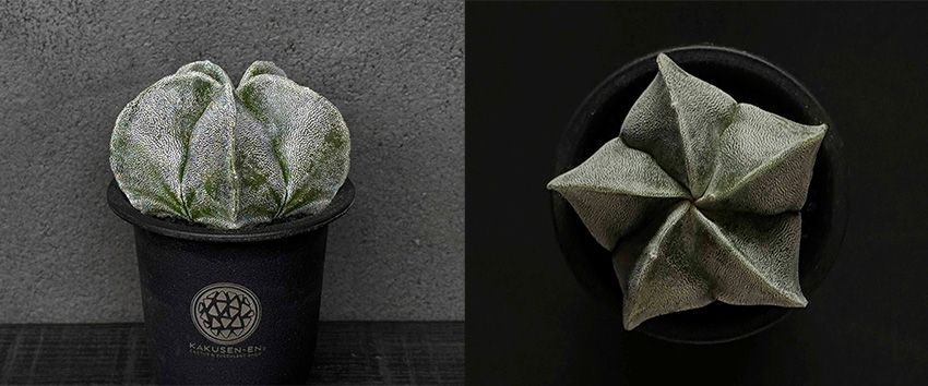 オーシャンズ＆種市さんも参戦！ 表参道ヒルズ×鶴仙園の限定イベントは、“ここだけの話”も聞き逃せない - 11枚目の画像