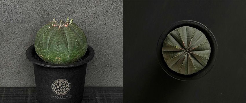 オーシャンズ＆種市さんも参戦！ 表参道ヒルズ×鶴仙園の限定イベントは、“ここだけの話”も聞き逃せない - 12枚目の画像