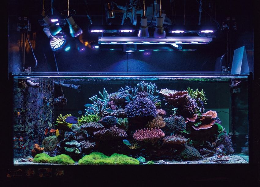 増田さんの自宅にある水槽。さまざまな生き物が棲まうサンゴ礁生態系を再現した。南国の海を切り取ったような、豊かな生命力を感じる。