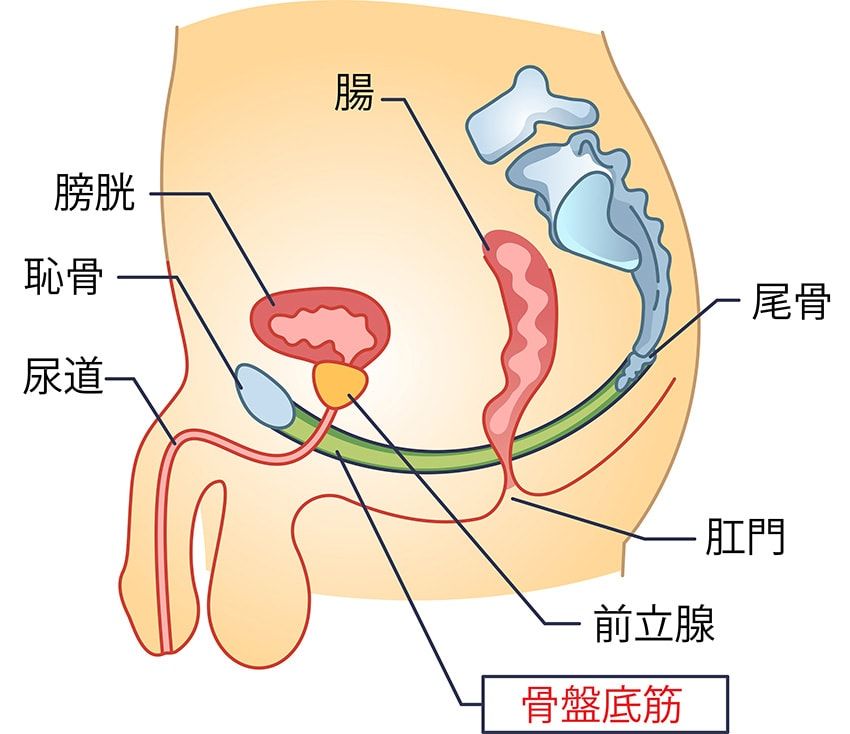 骨盤底筋は、上の簡易図のとおり、骨盤の一番下、仙骨や尾骨、坐骨に囲まれたインナーマッスル群を指す。膀胱や女性の場合は子宮、さらには直腸などを下から締めたり緩めたりし、排泄のコントロールをつかさどる重要な筋肉だ。