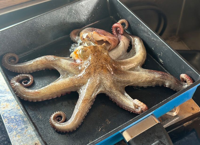 高級食材「明石のタコ」が大漁！アングラー女子・フッチーが語る、この時季限定のタコ釣りの魅力 - 18枚目の画像