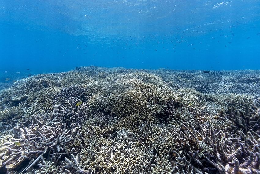 サンゴを守るために「タグ・ホイヤー」が立ち上がる。里海珊瑚プロジェクトの全貌とは - 12枚目の画像