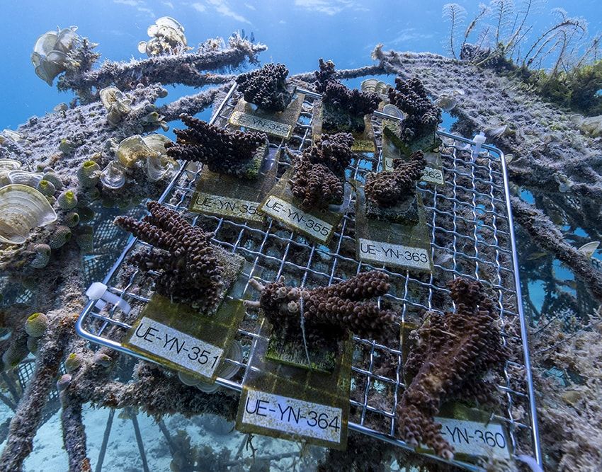 サンゴを守るために「タグ・ホイヤー」が立ち上がる。里海珊瑚プロジェクトの全貌とは - 13枚目の画像