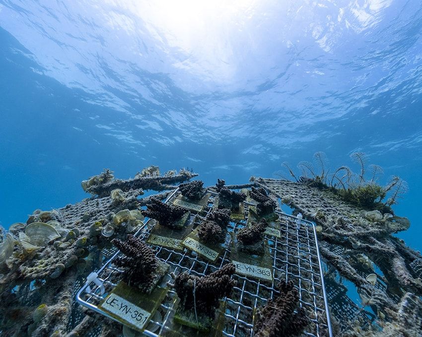 サンゴを守るために「タグ・ホイヤー」が立ち上がる。里海珊瑚プロジェクトの全貌とは - 14枚目の画像