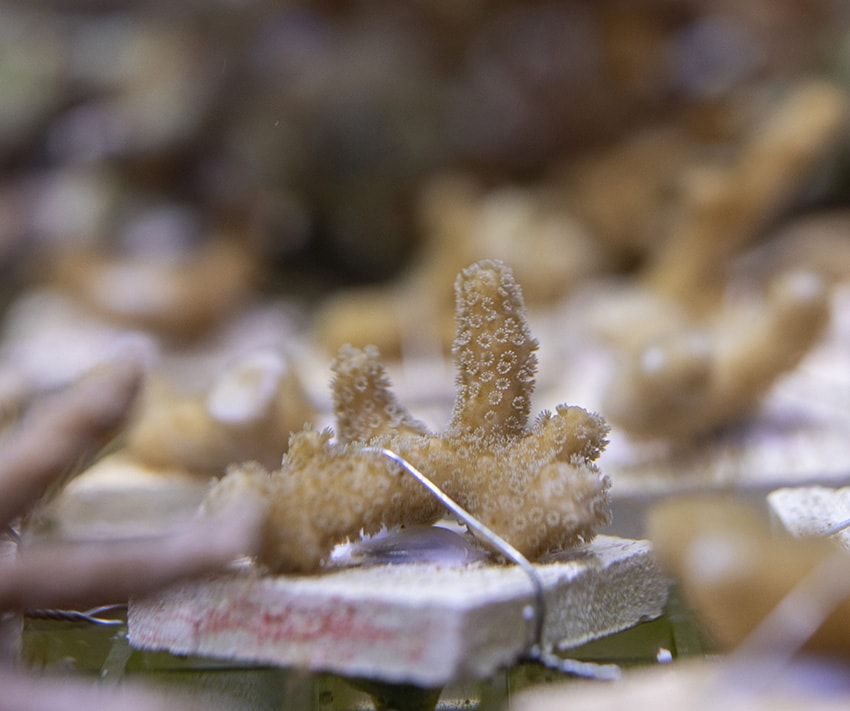 サンゴを守るために「タグ・ホイヤー」が立ち上がる。里海珊瑚プロジェクトの全貌とは - 7枚目の画像