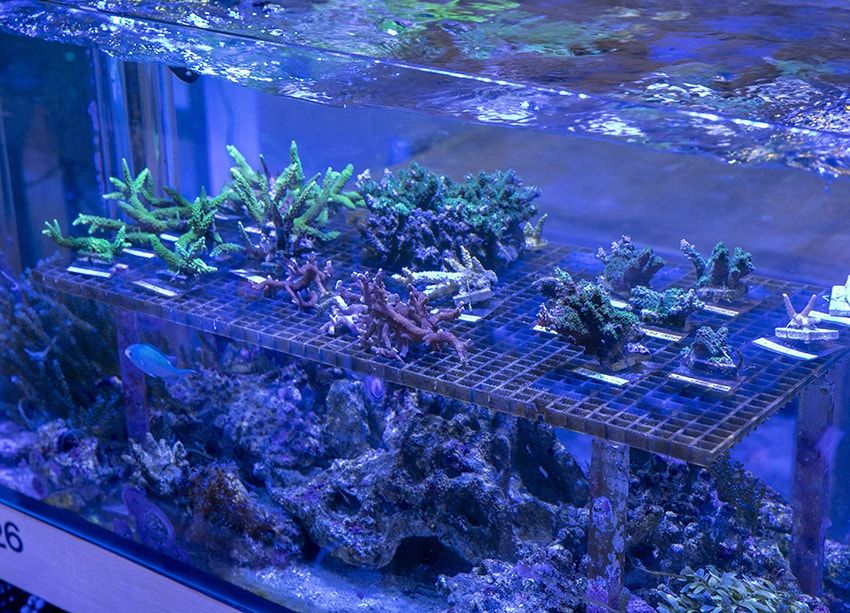 サンゴを守るために「タグ・ホイヤー」が立ち上がる。里海珊瑚プロジェクトの全貌とは - 8枚目の画像