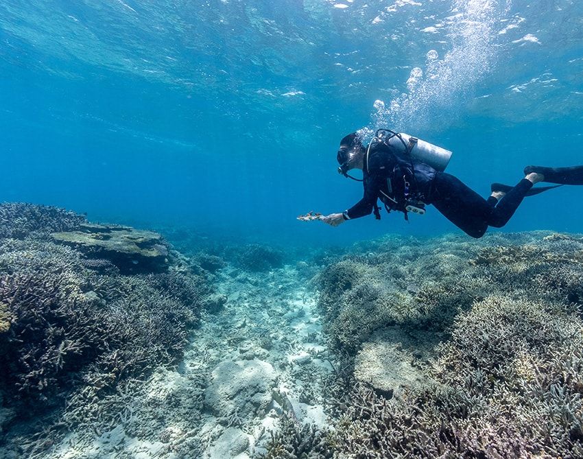 サンゴを守るために「タグ・ホイヤー」が立ち上がる。里海珊瑚プロジェクトの全貌とは - 15枚目の画像