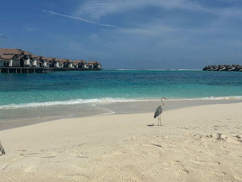 プライベートビーチに専属バトラーも！「オーゼン・リザーブ・ボリフシ」で味わう極上時間の全容 - 22枚目の画像