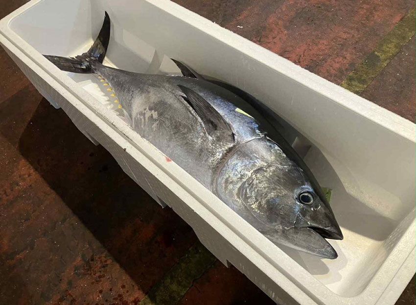 「海とともに生きる」ノアが仕掛ける“サステナブルなポップアップ”。日本上陸時の限定Tの復刻も！ - 9枚目の画像