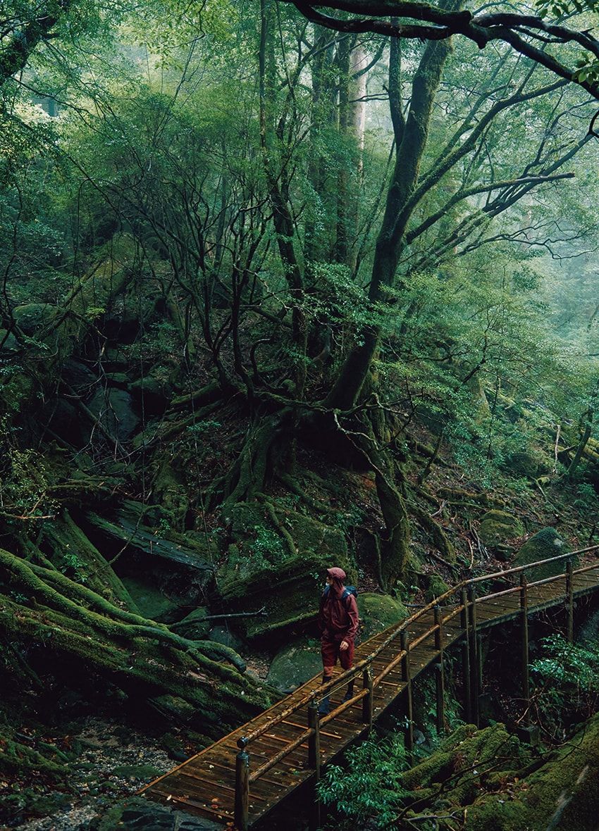 レクサスで巡る屋久島の旅。「タッチ・ジャパン・ジャーニー」で日本の魅力に触れる贅沢な冒険譚 - 5枚目の画像