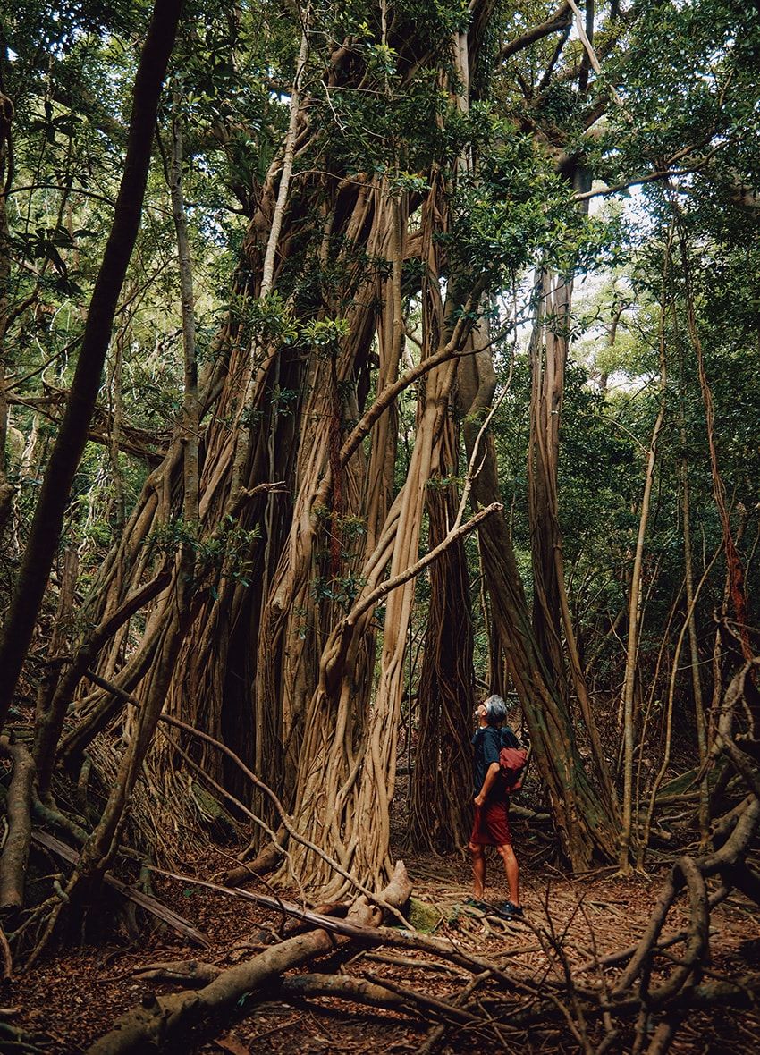 レクサスで巡る屋久島の旅。「タッチ・ジャパン・ジャーニー」で日本の魅力に触れる贅沢な冒険譚 - 15枚目の画像