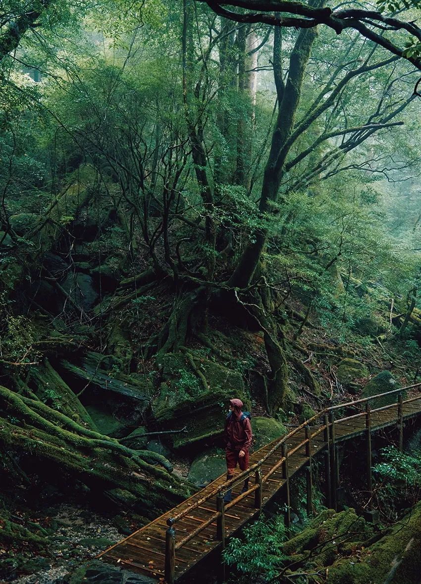 レクサスで贅沢に巡る、屋久島の旅。「もののけ姫」のモデルとなった“白谷雲水峡“で癒される - 1枚目の画像