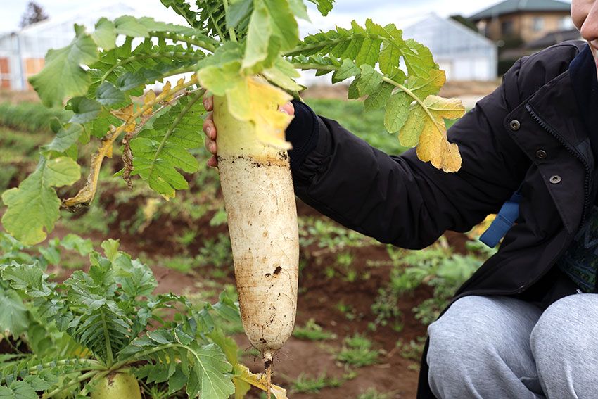 12月の野菜収穫は大根。立派なサイズ感！