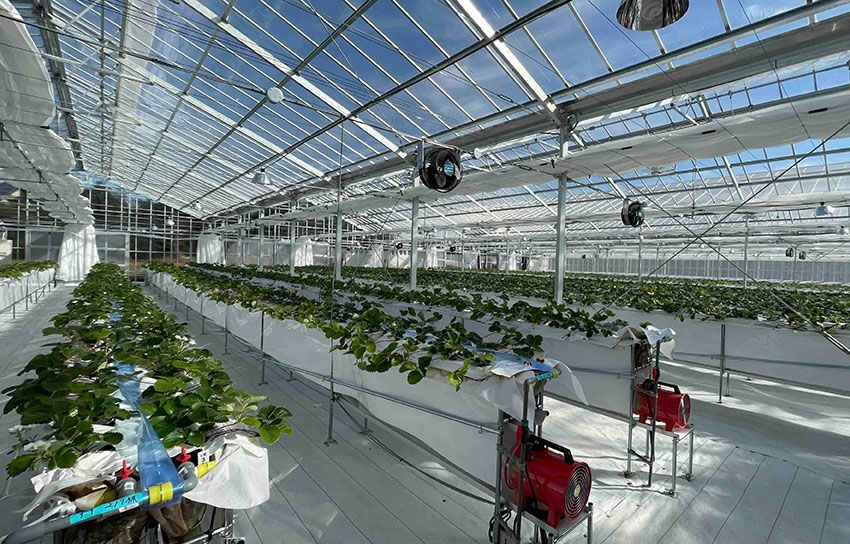 いちごハウスは通年で運用。本来は冬が旬のいちごを一年中楽しめる。