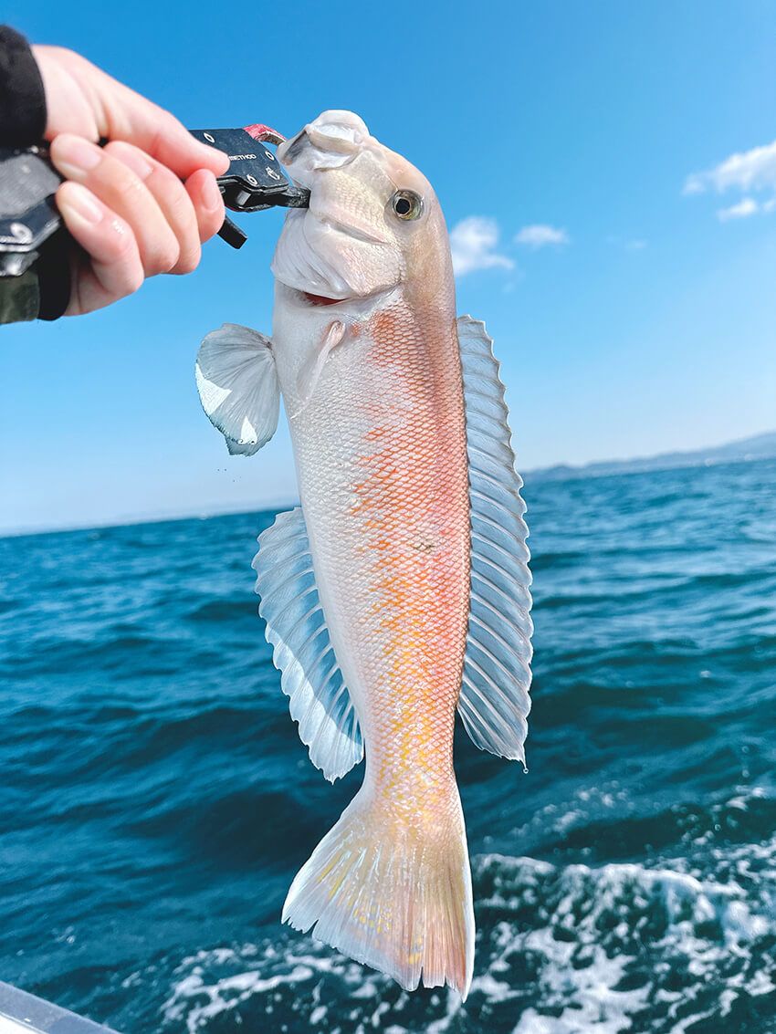 釣り女子フッチーが魅せられた“白い宝石”の正体。大人がハマる高級魚シロアマダイ釣りの魅力 - 3枚目の画像