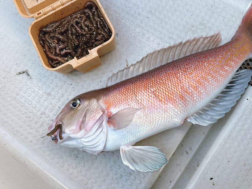 写真の餌は、アオイソメ。