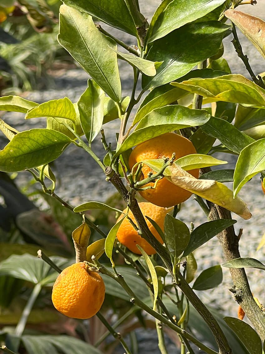 温室内には、沖縄や東南アジアの植物約300種が植えられている。