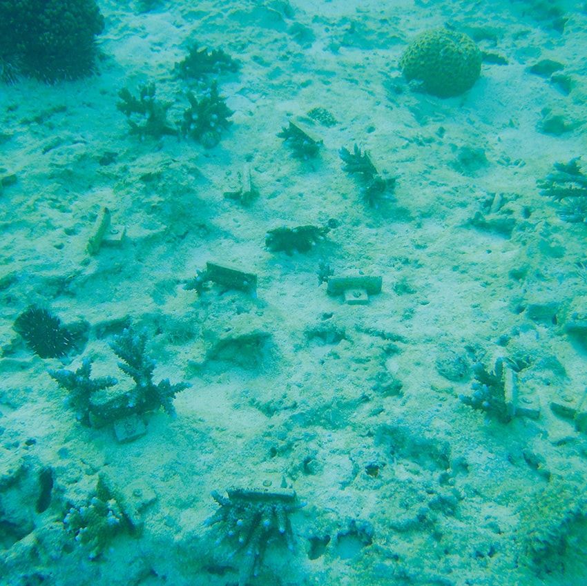 活動前の海底。サンゴの白化現象を一因として、魚の姿もなく、生命が感じられない状況にあった。