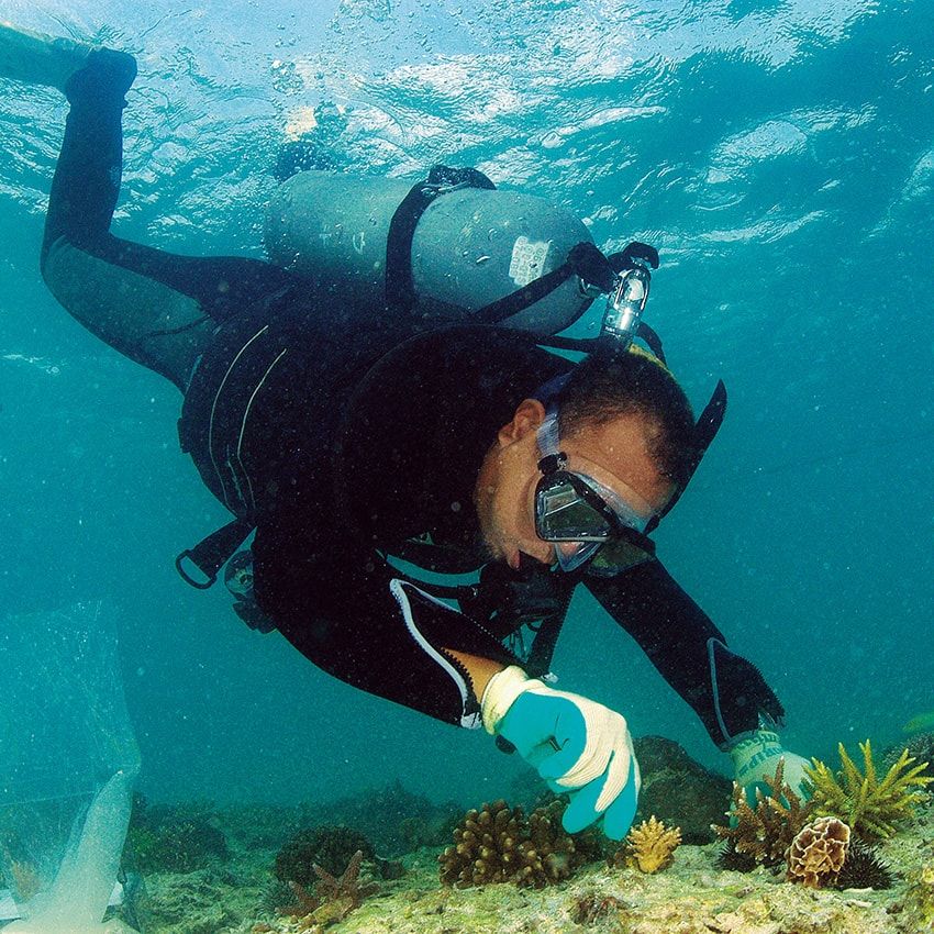 サンゴの植え付け作業をする金城氏。移植後、4年ほど経つと70㎝程度の大きさになるものもある。のちにそれぞれのサンゴが大きく成長すると、サンゴの森が広がり、魚も戻ってくるという。