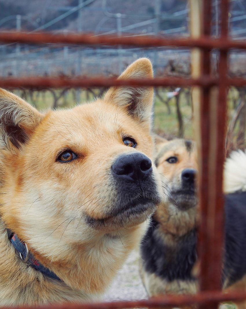看板犬のアルバとフラン。獣害に悩まされた6年前、その対策として農園にやってきた。今ではスタッフを癒やす、家族の一員。