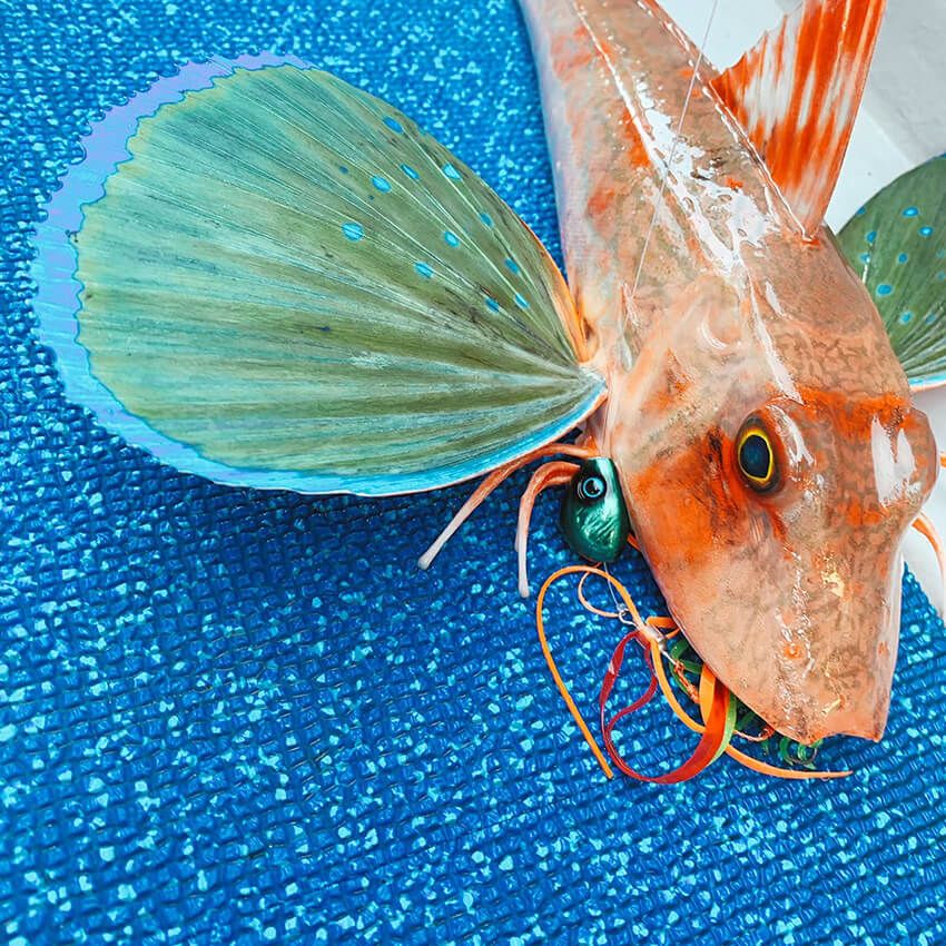釣れただけで気分があがるホウボウ。