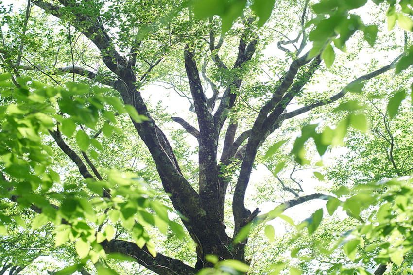 奥山に広がるブナの木。