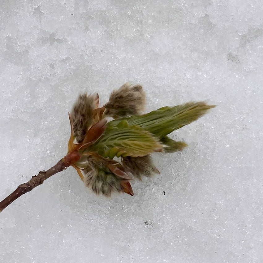 ブナの花の芽。花芽が秋には実になる。