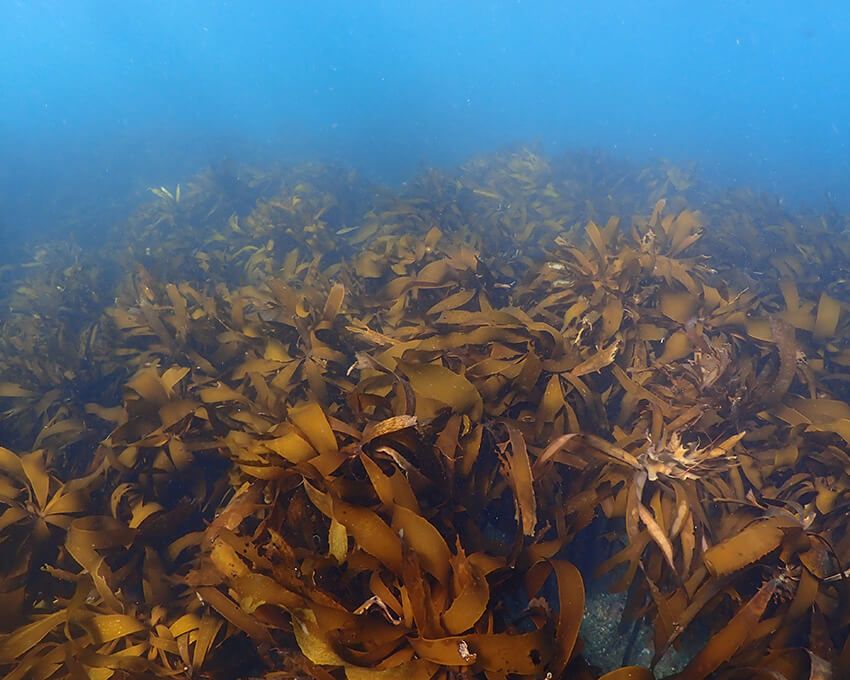 勝浦海域の健全な藻場。褐藻のカジメが群生している。