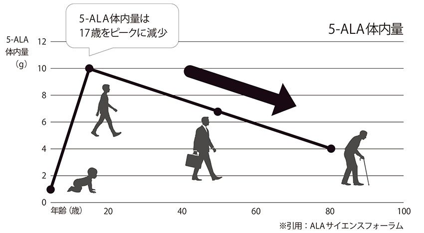 5-ALAは体内で作られる天然のアミノ酸だが、その量は成長期に増え、17歳頃をピークに減少していくとされる。年齢を重ねるほど、エネルギー代謝を支える5-ALAが少なくなっていく。