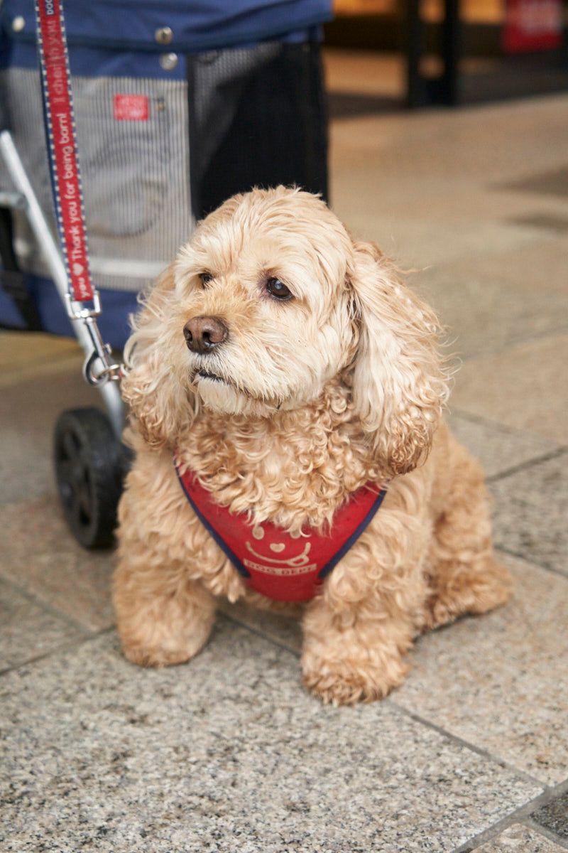 ザラのジャケットコーディネート | 260321-0021-43 川上哲哉 8枚目の写真